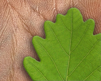 treeworker training1